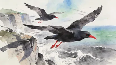 Visual depiction of A chough pair swooping along sea cliffs in Atlantic wind