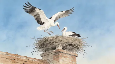 Visual depiction of A white stork pair at their huge nest on a chimney top